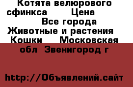 Котята велюрового сфинкса. .. › Цена ­ 15 000 - Все города Животные и растения » Кошки   . Московская обл.,Звенигород г.